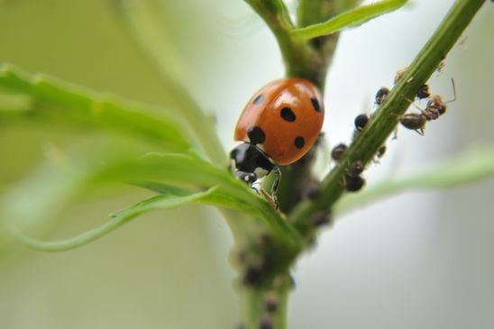 Zusammenhänge erkennen