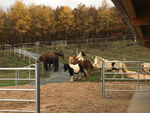 Einzug in den Paddock Trail