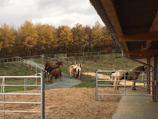 Einzug in den Paddock Trail