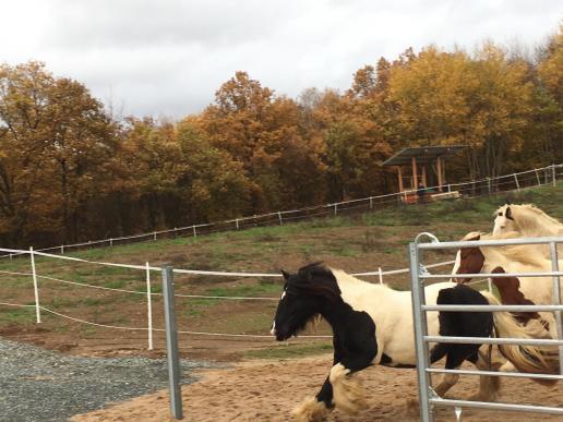 Einzug in den Paddock Trail